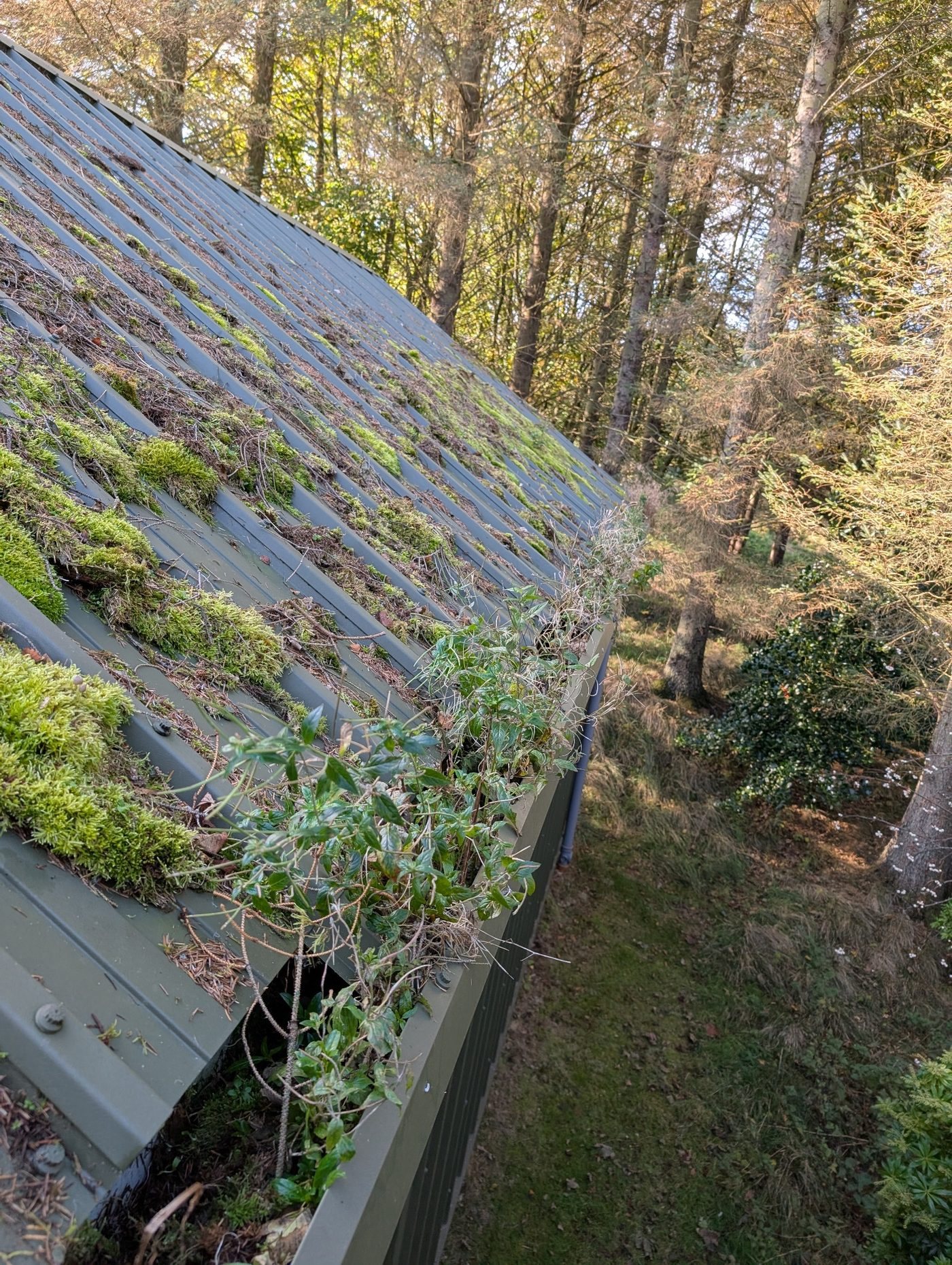 Gutter heavily overgrown with moss, grass and weeds
